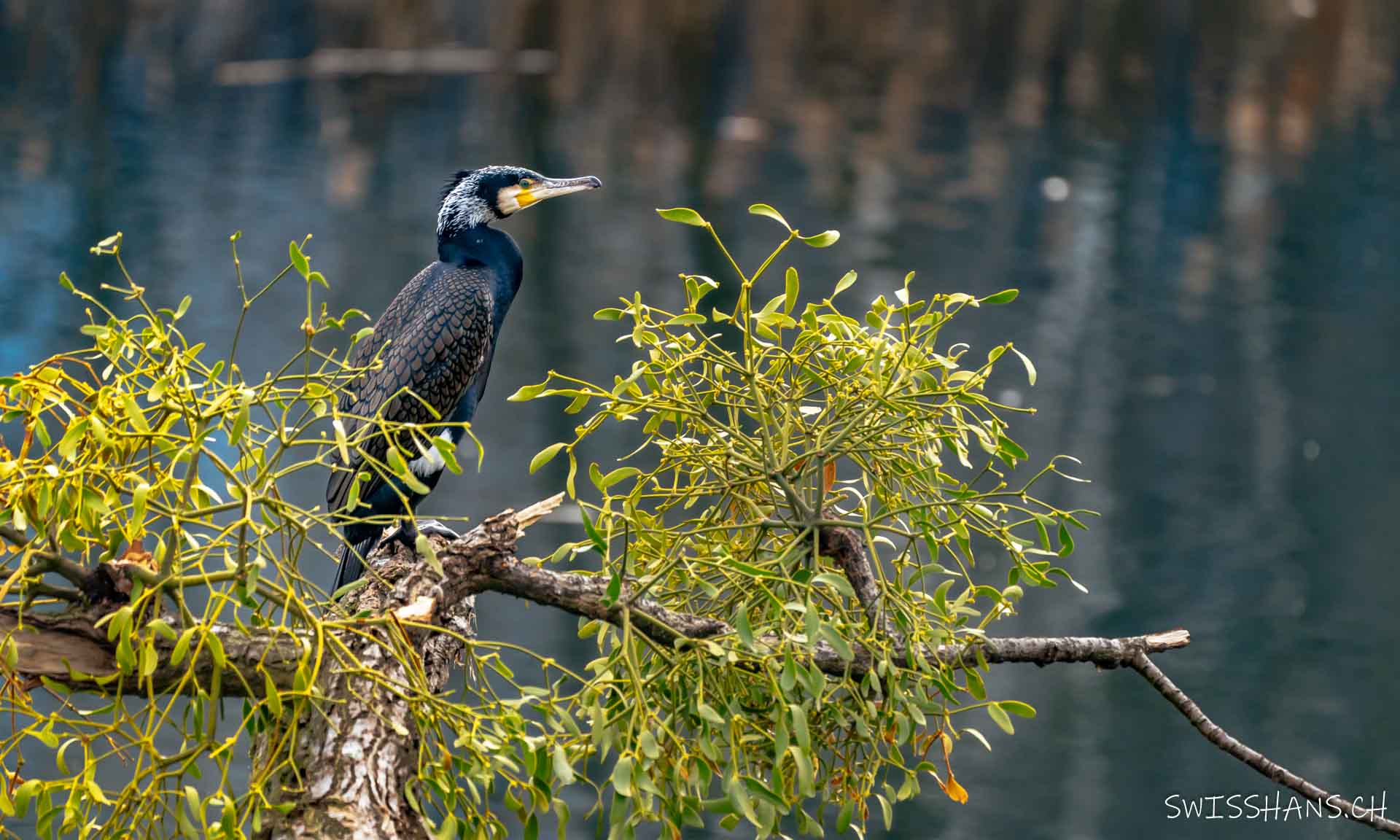 Kormoran im Mistelnest