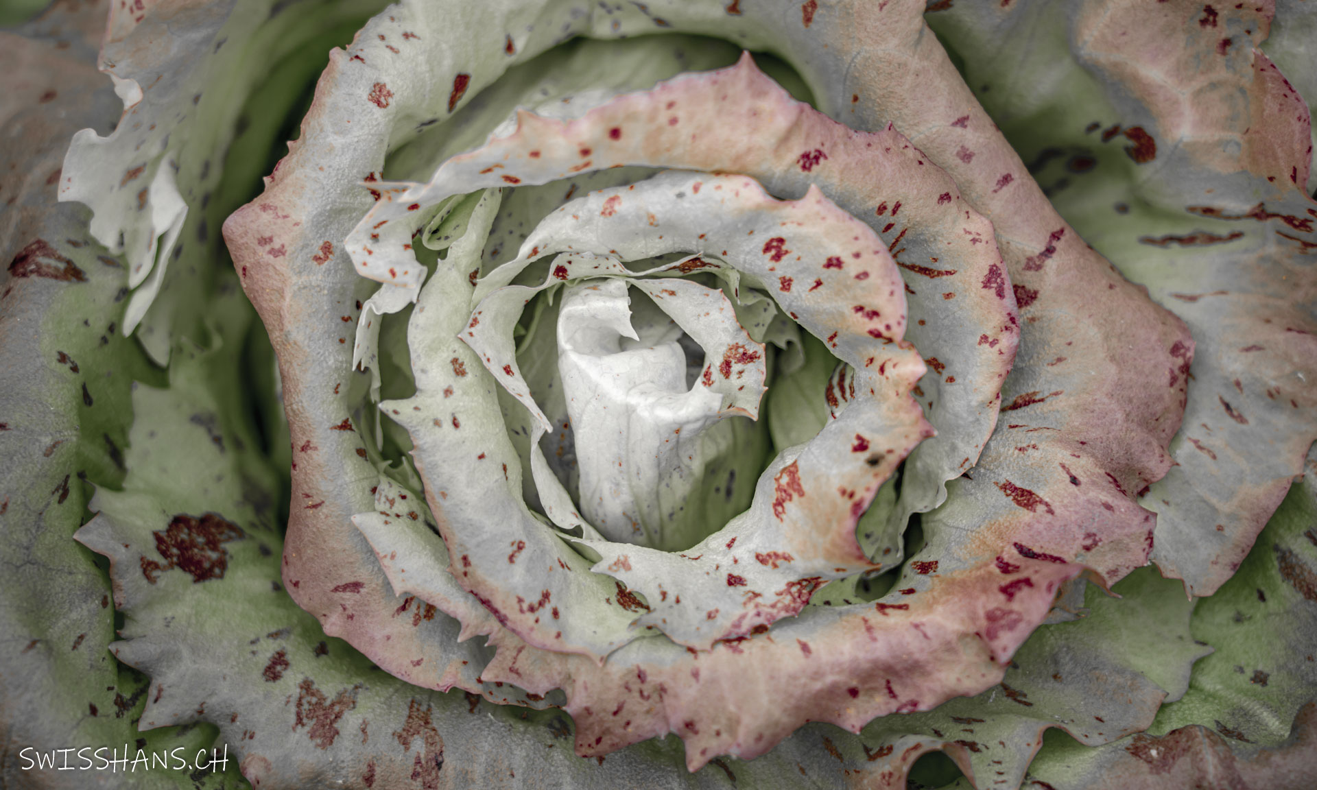 Altstätten-NaNu Garten-Salat