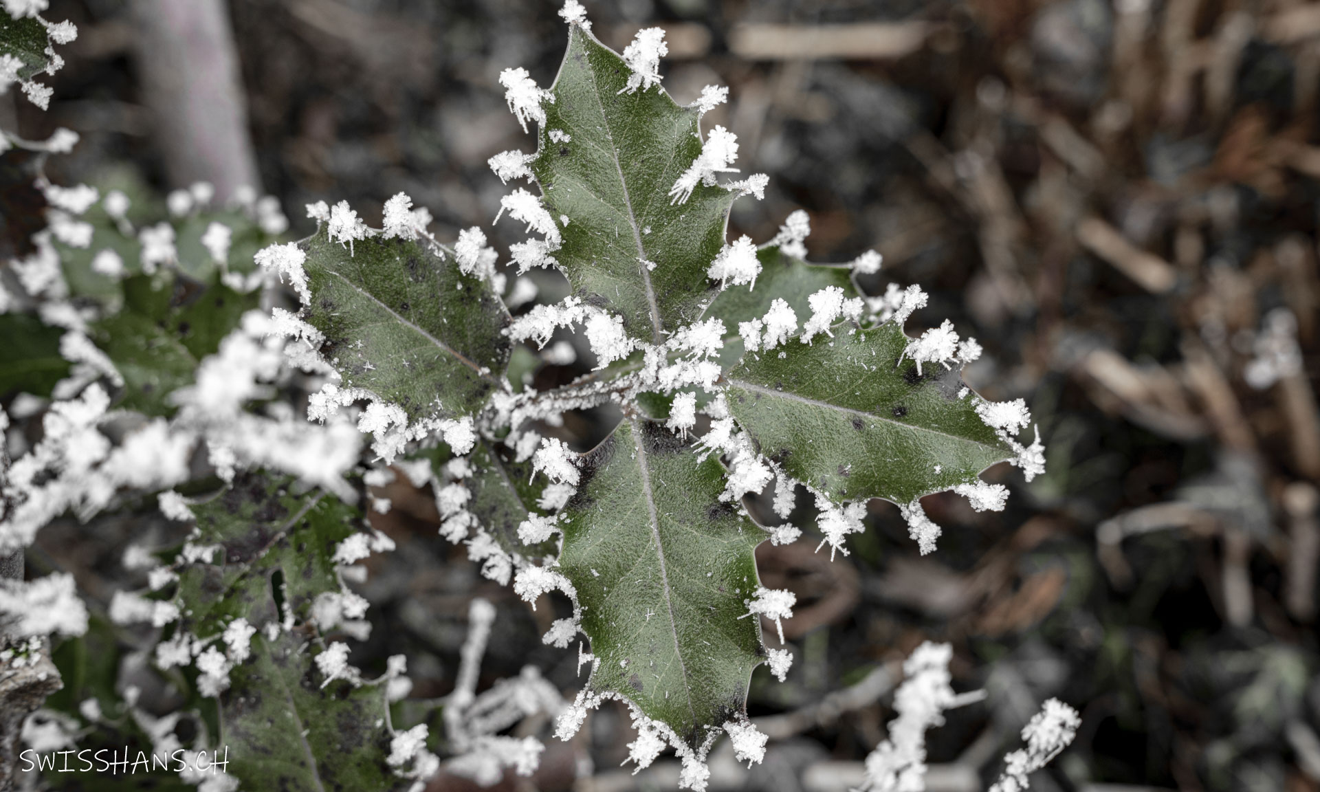 stechlaub-raureif-winter