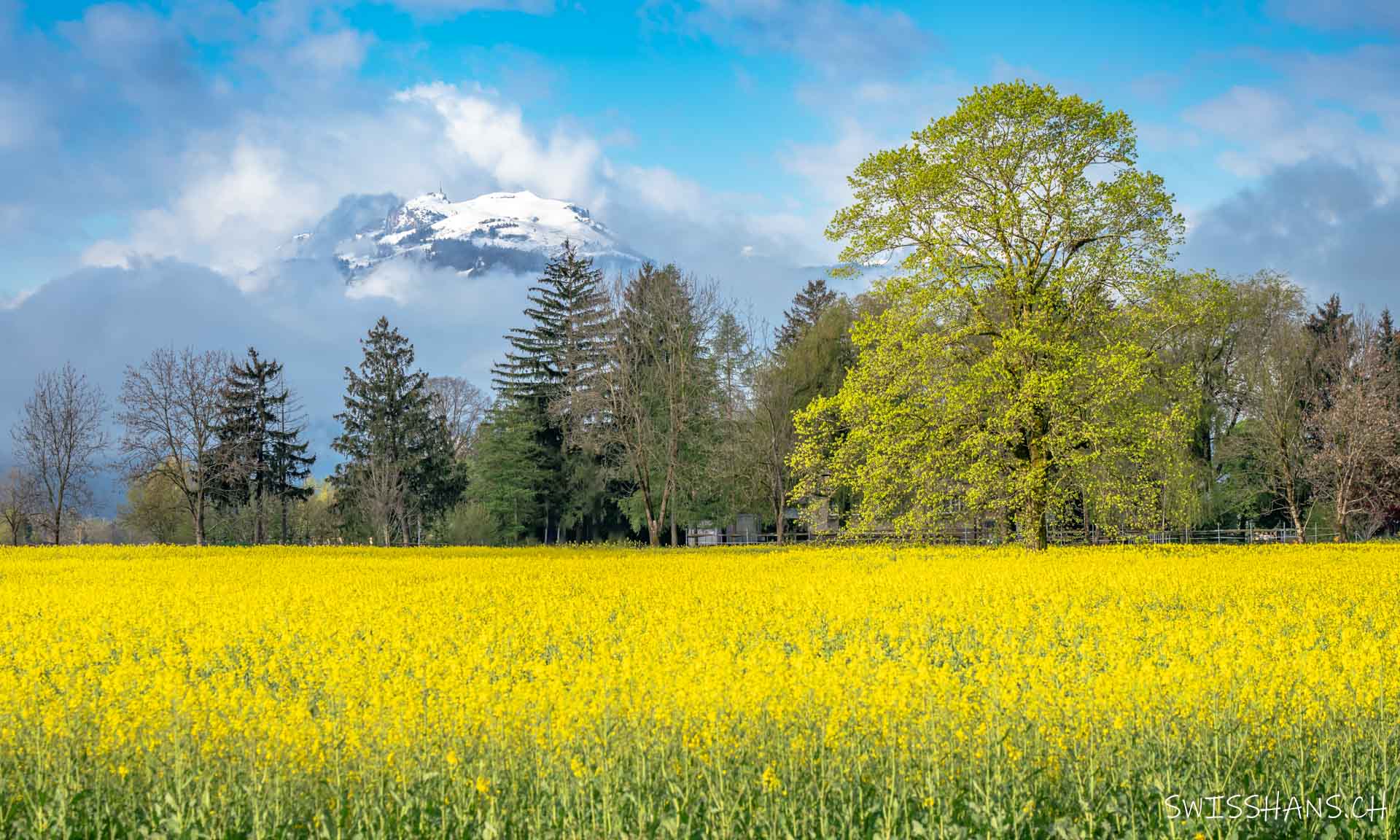 Rapsfeld mit Hoher Kasten