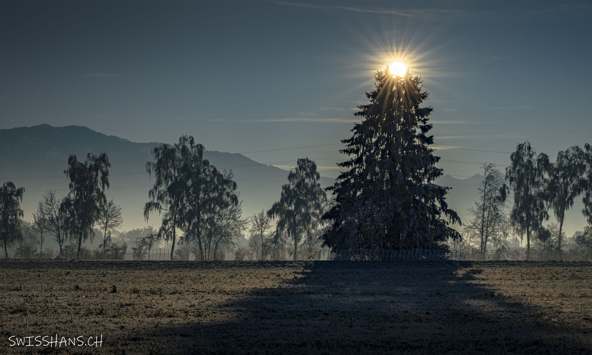 marbach-tanne-sonnenstern-windschutzstreifen-raureif-winterlandschaft