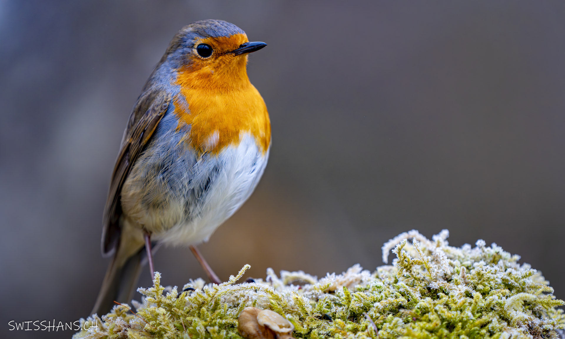 Porträtshooting mit Rotkehlchen im winterlichen Naturschutzgebiet Wichenstein, Oberriet
