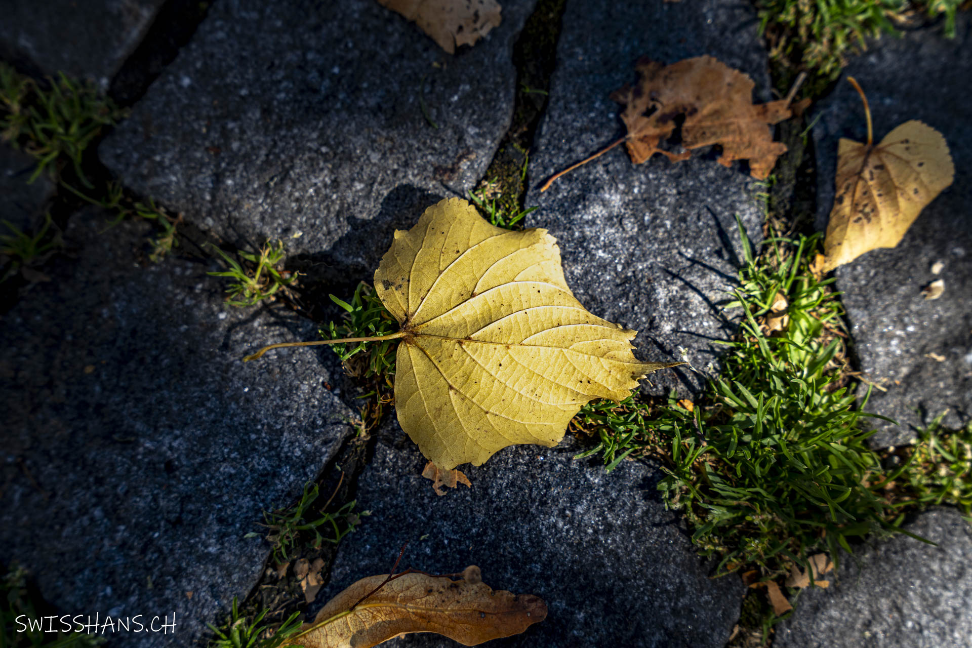 Herbstlaub mit Herbstlicht
