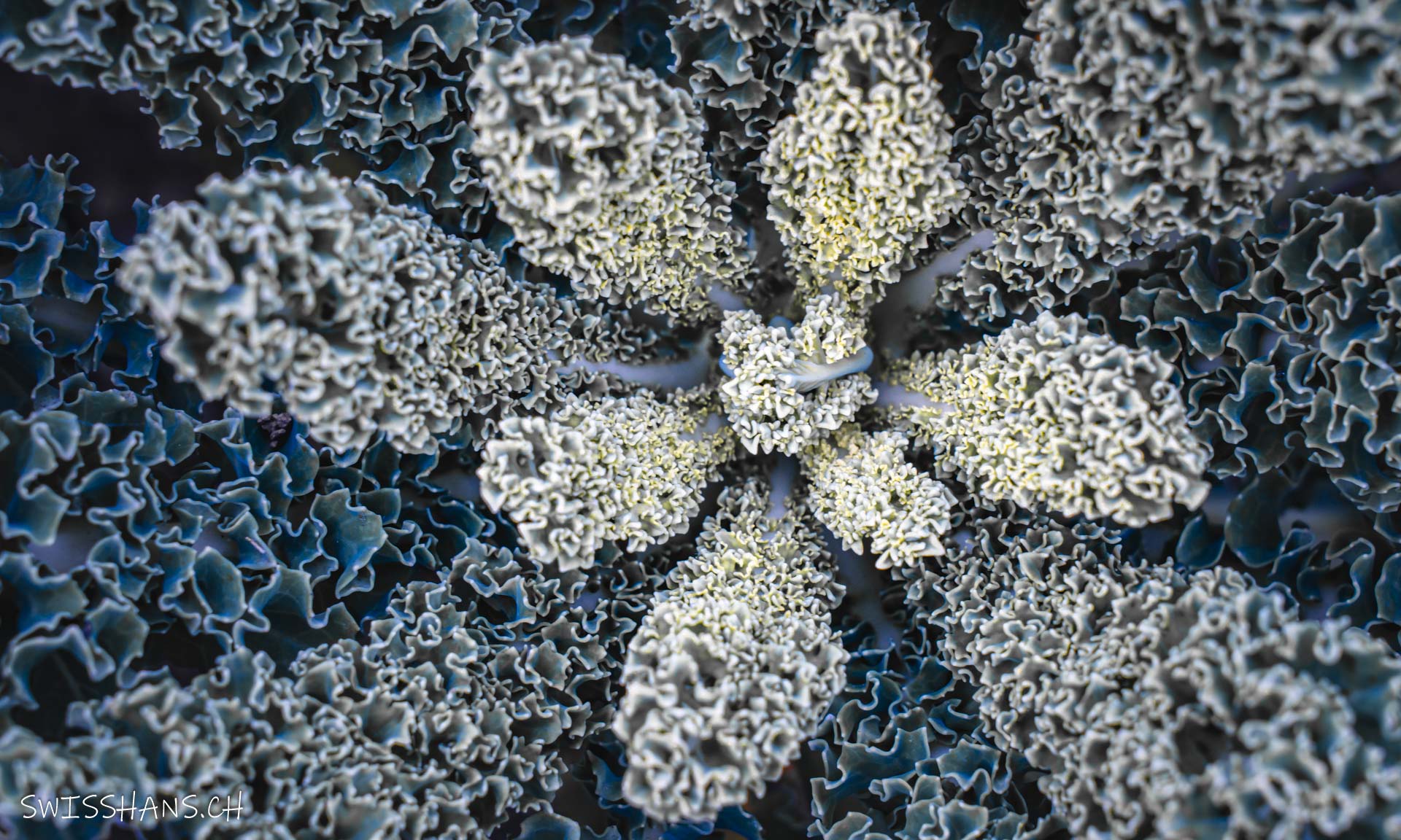 Altstätten-NaNu Garten-Gemüse