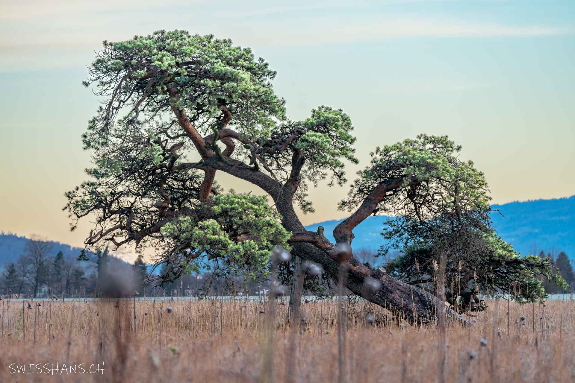 Löwenbaum bei Oberriet