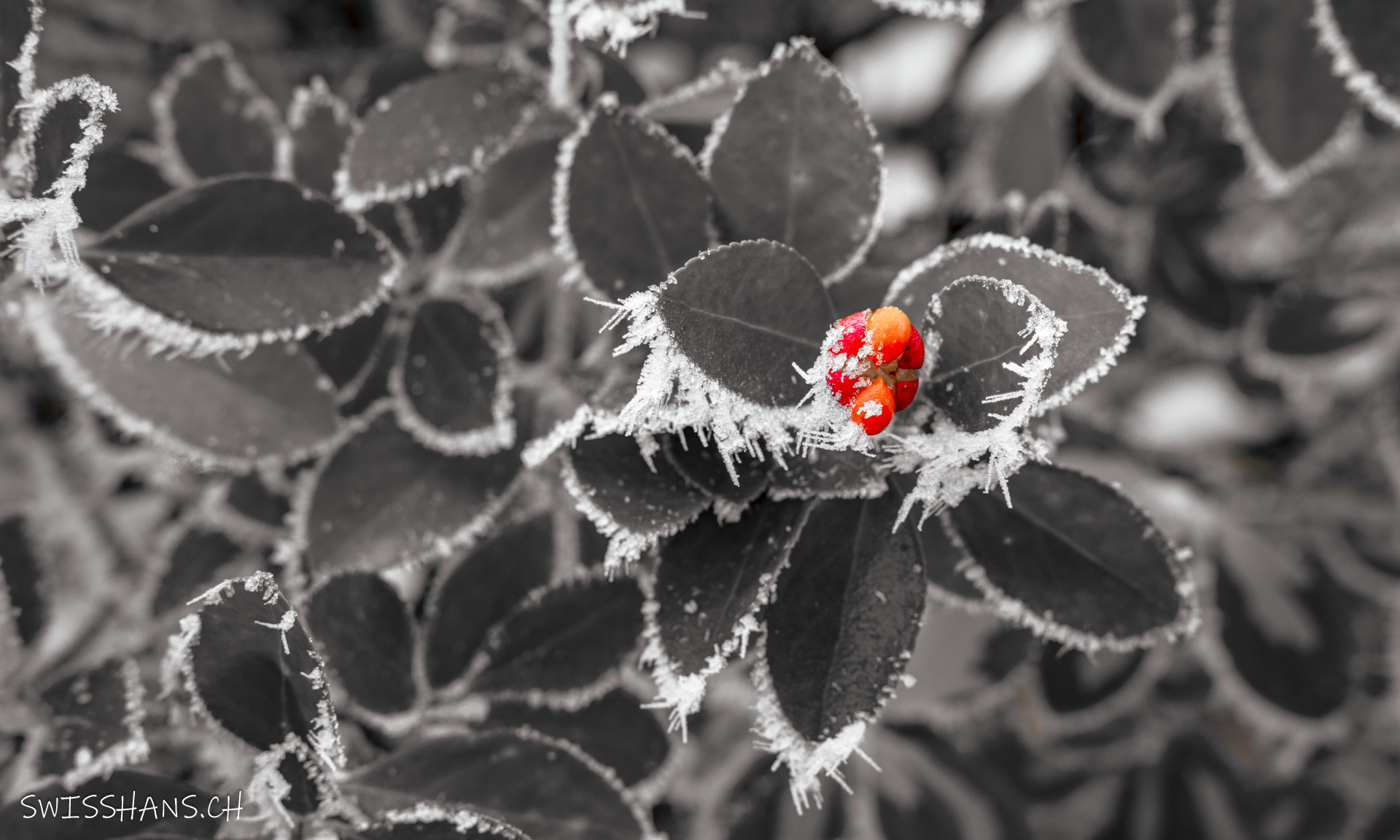 blätter-raureif-rote beere-winter
