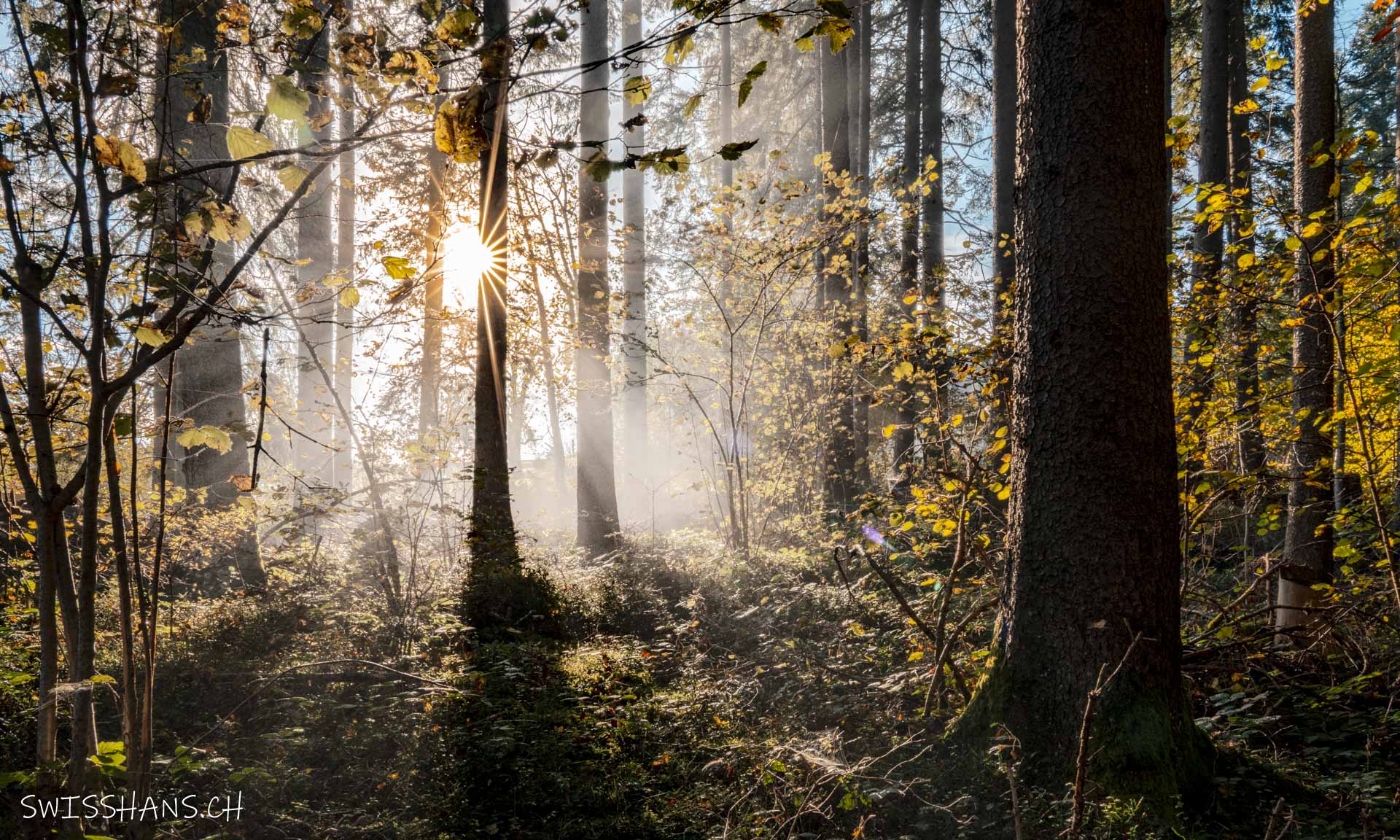 gais-wald-sonnenstern-nebel