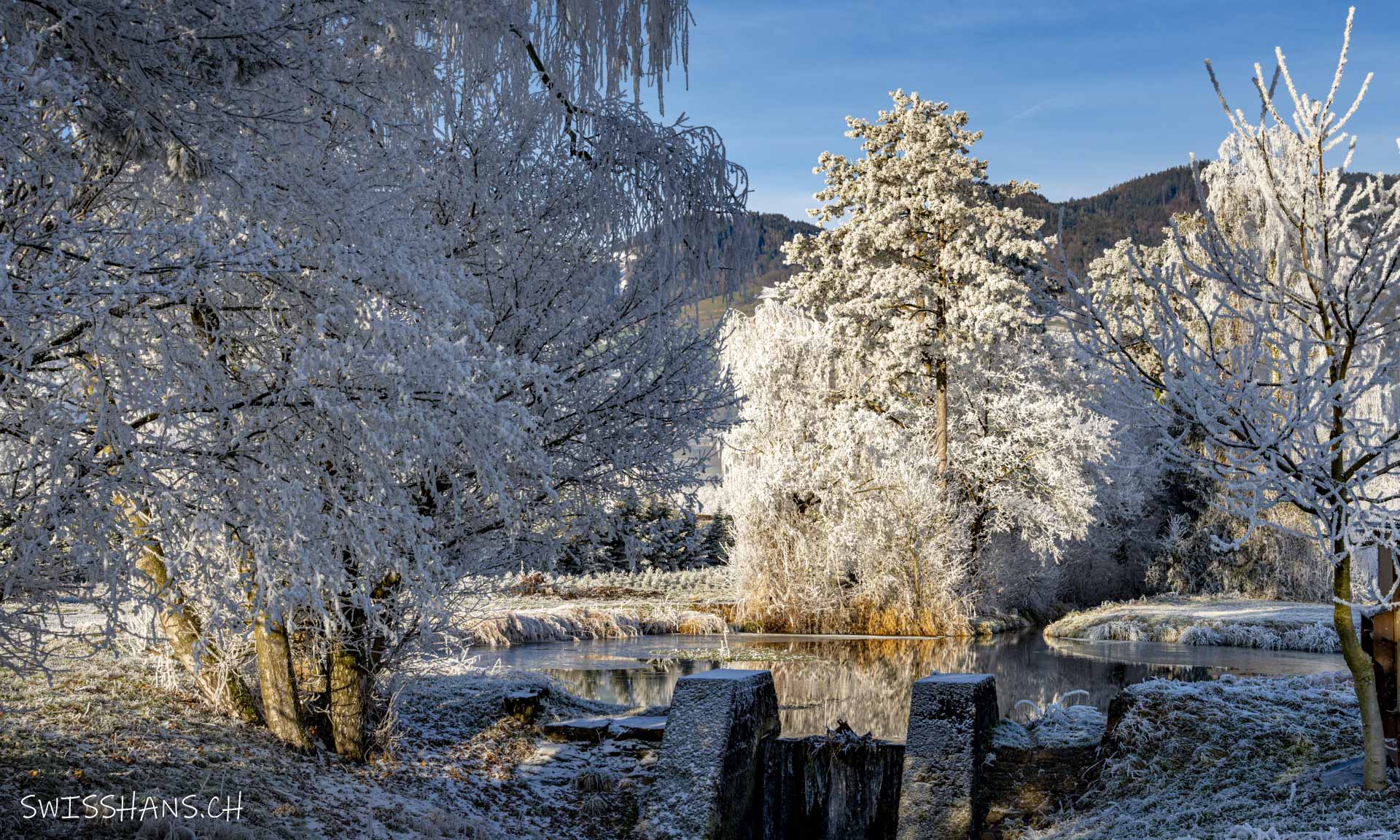 marbach-kiessammler-weiher-windschutzstreifen-raureif-winterlandschaft