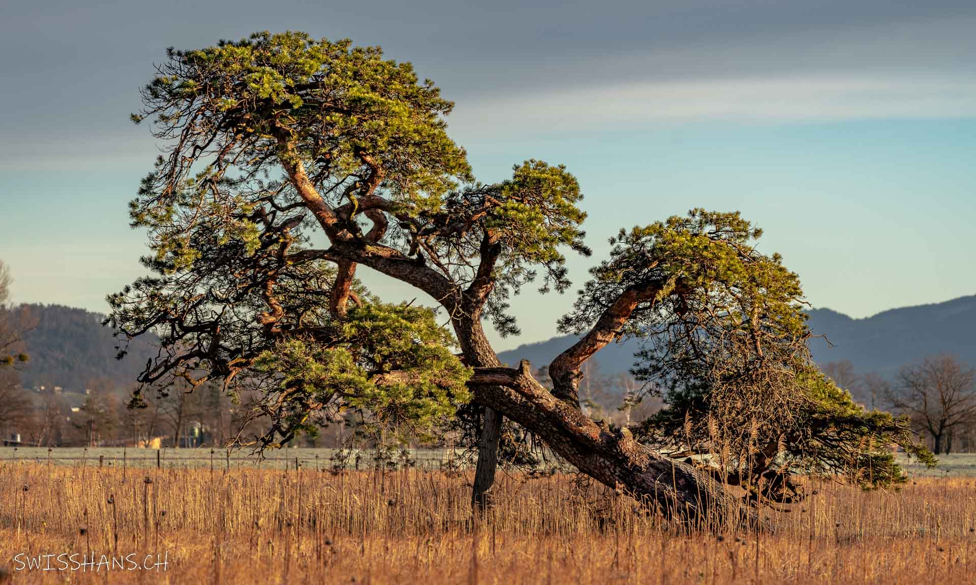 Löwenbaum bei Oberriet