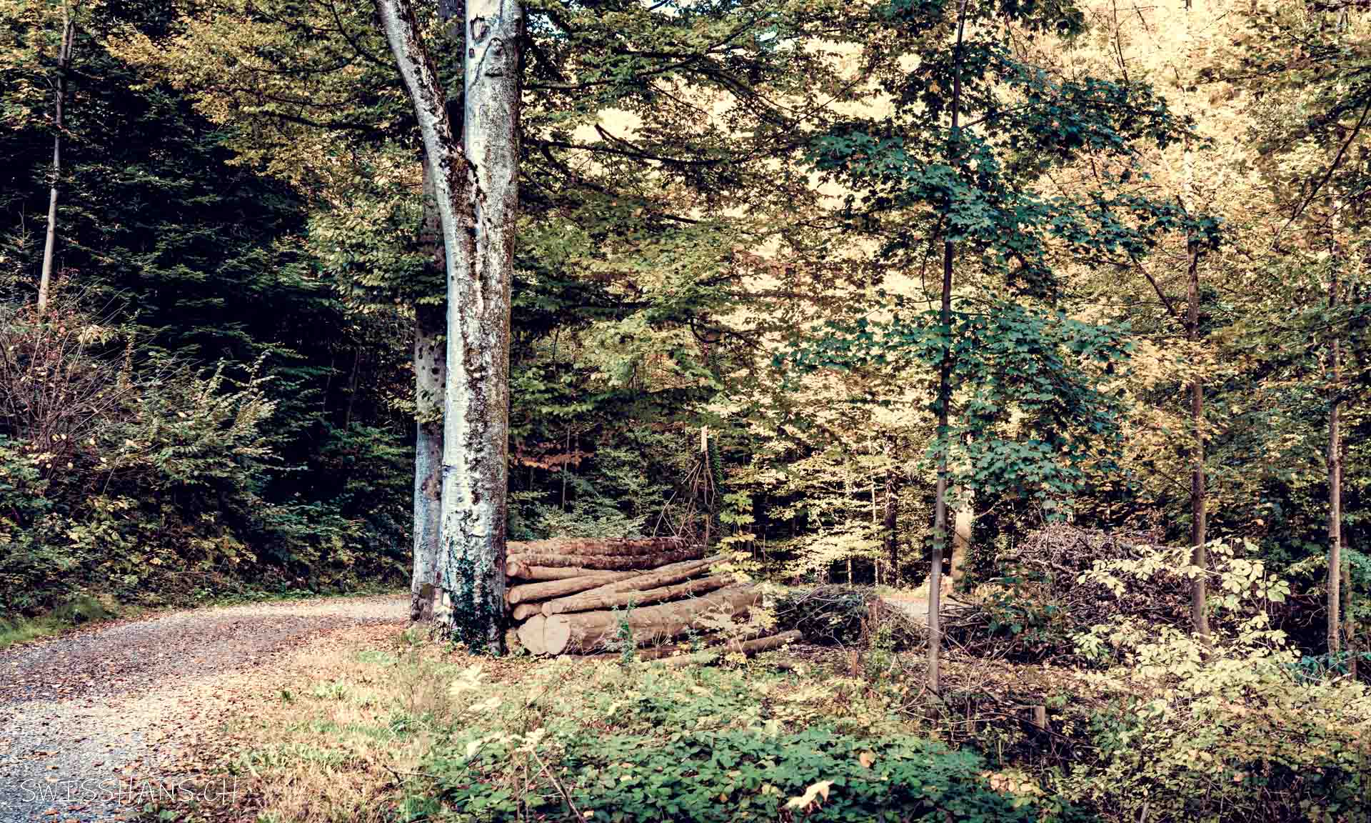Waldweg