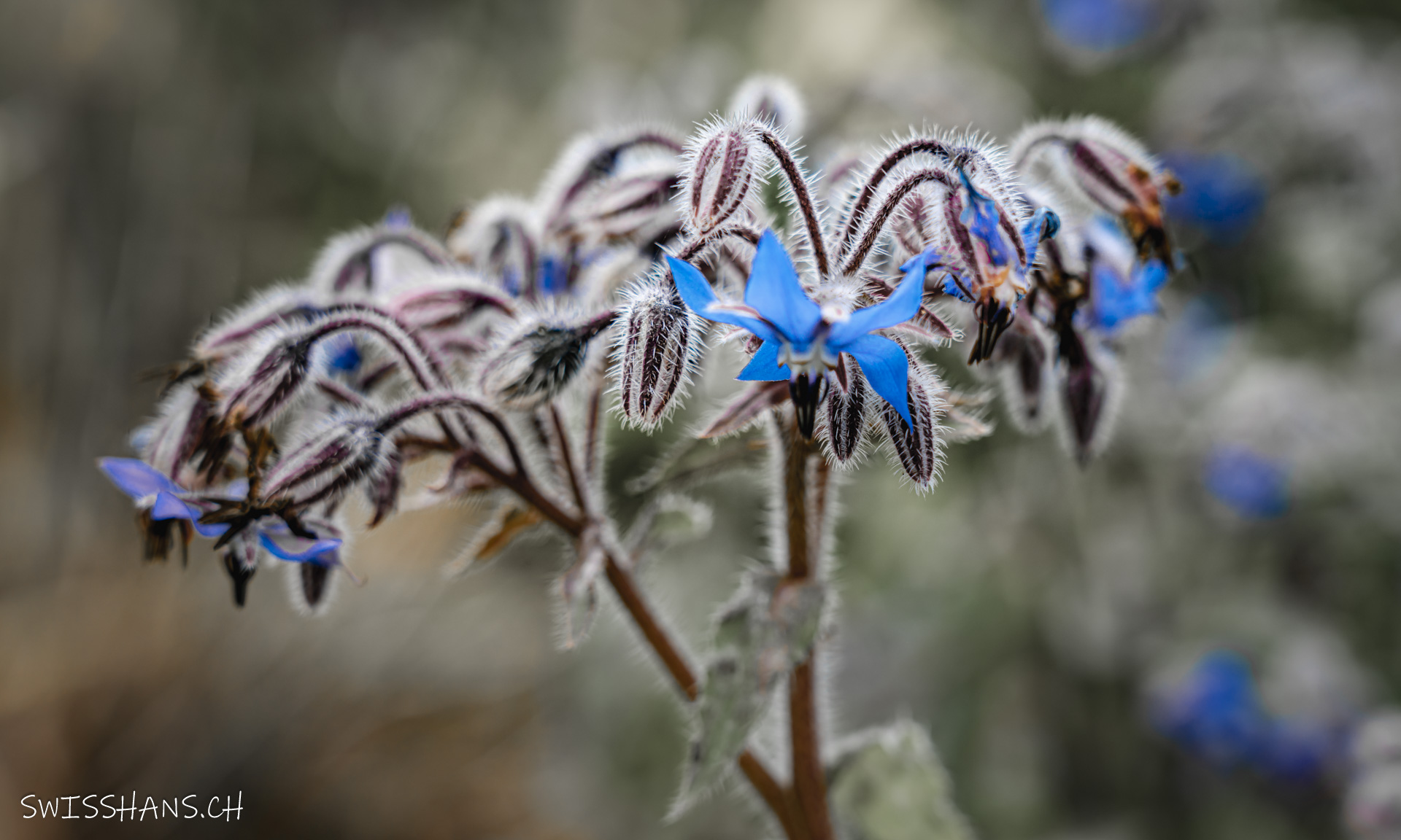 Altstätten-NaNu Garten-Blumen