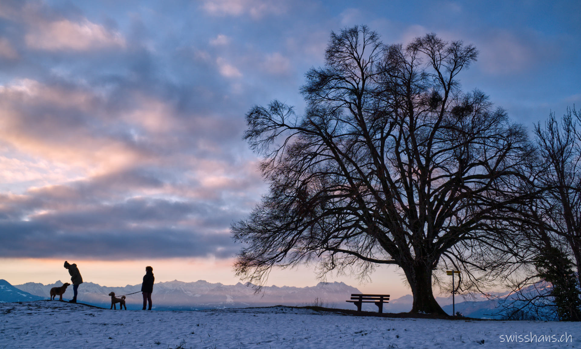 Der Baum, Rebstein
