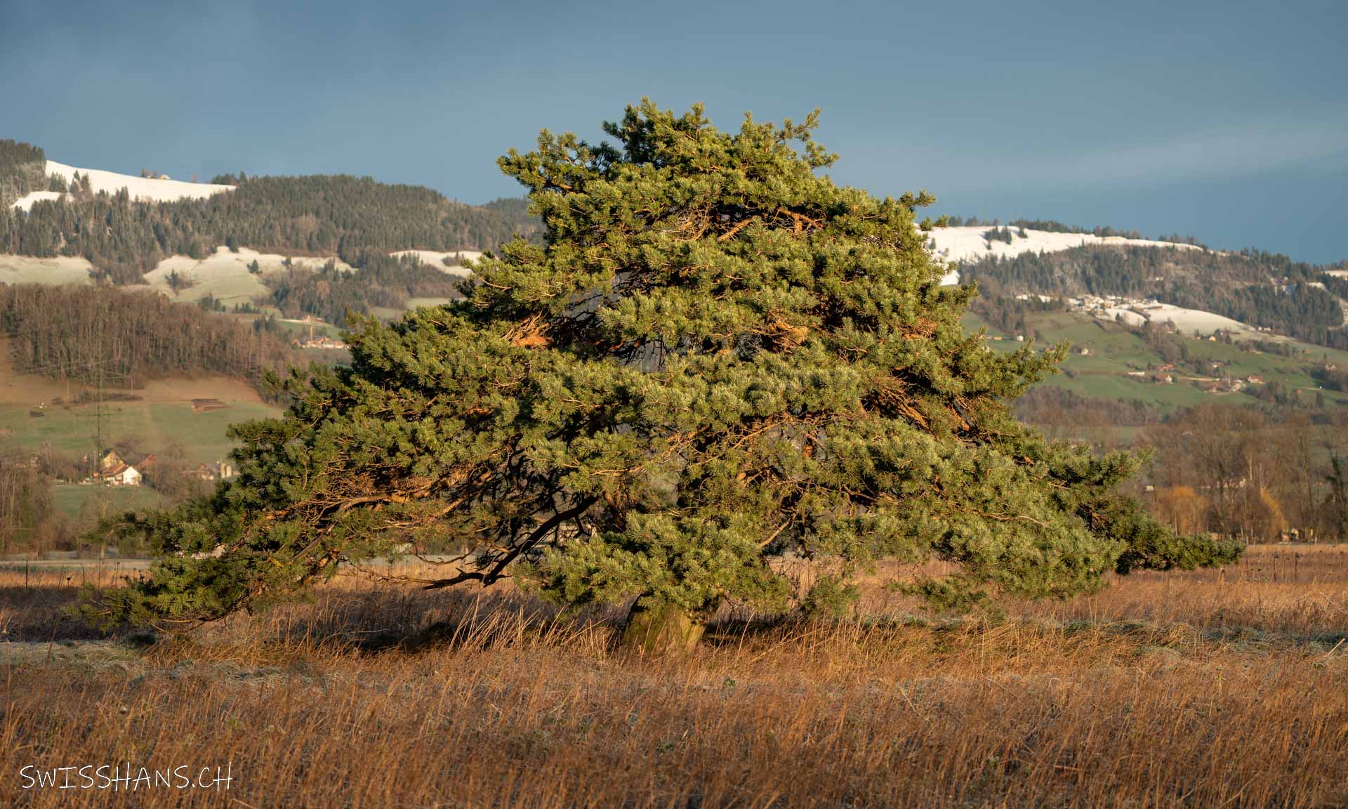 Löwenbaum bei Oberriet