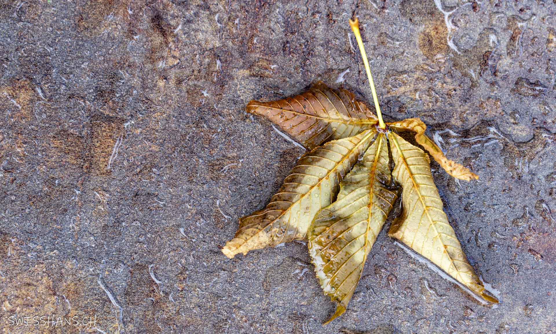 Herbst-Blatt