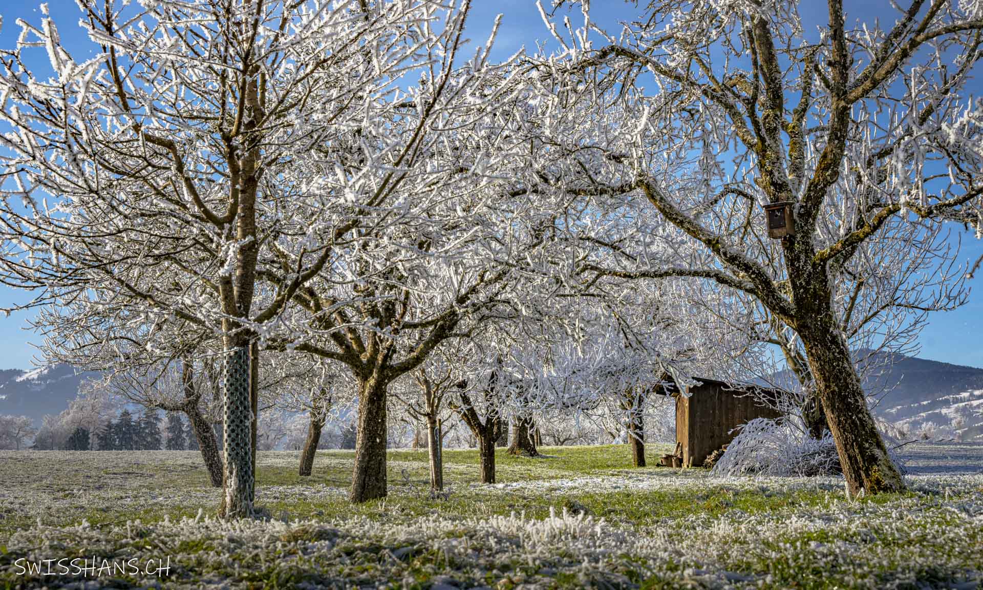 marbach-obstbäume-raureif-winterlandschaft