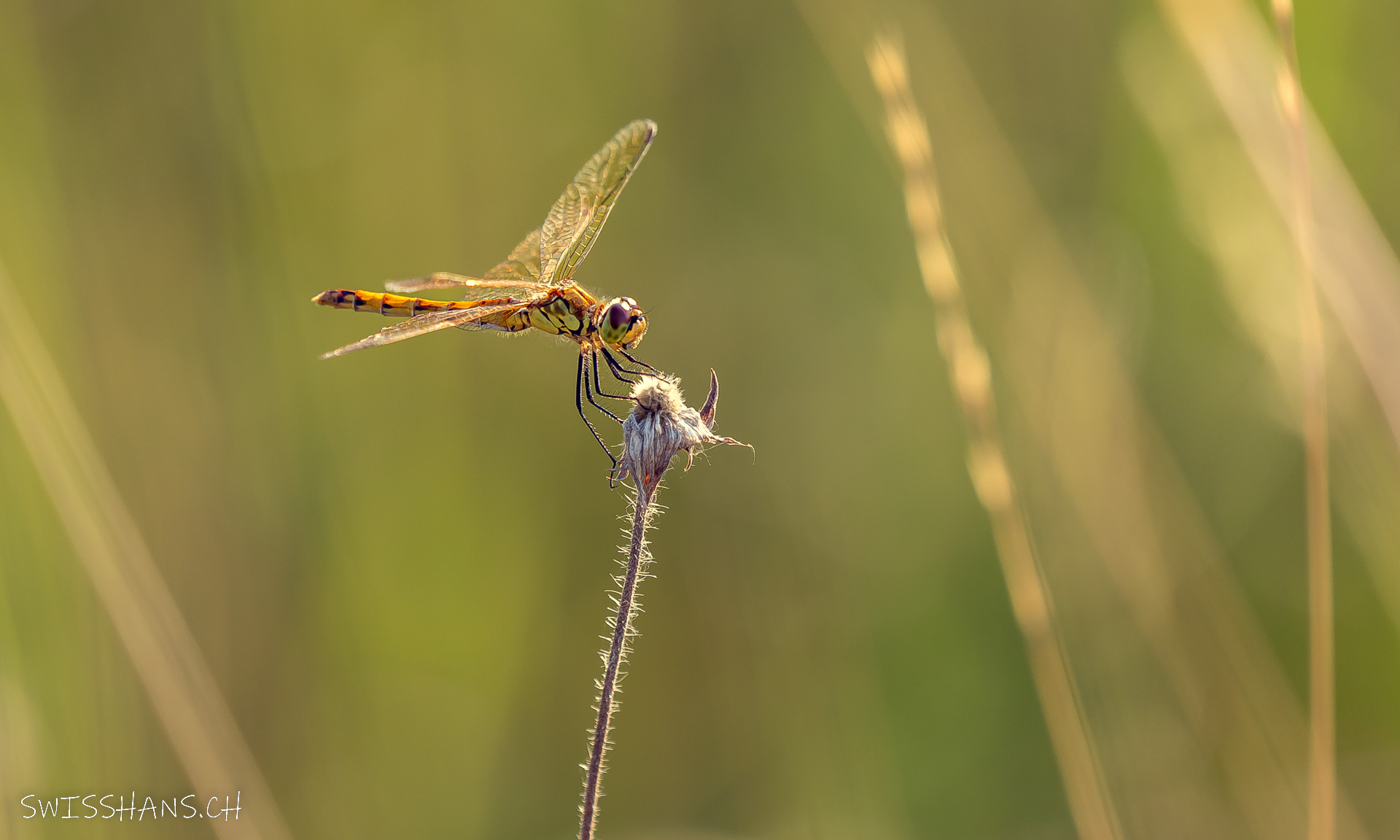 Libelle, Hard