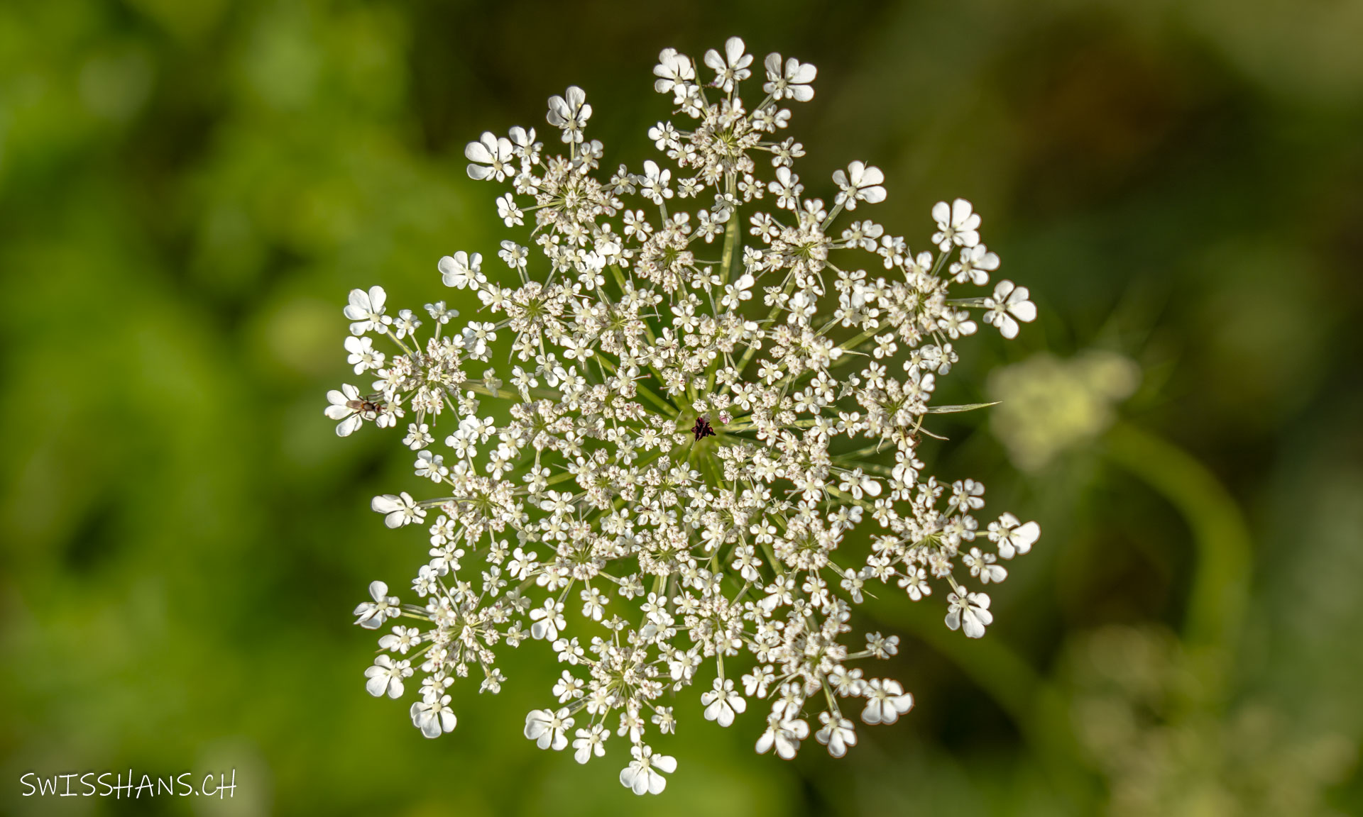 Kerbel