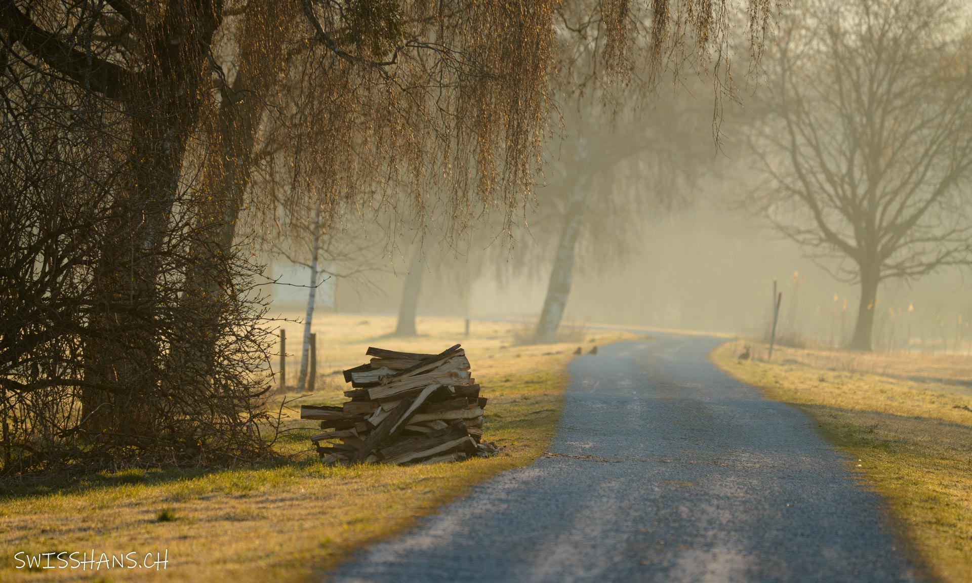 Weg im Schweizer Riet