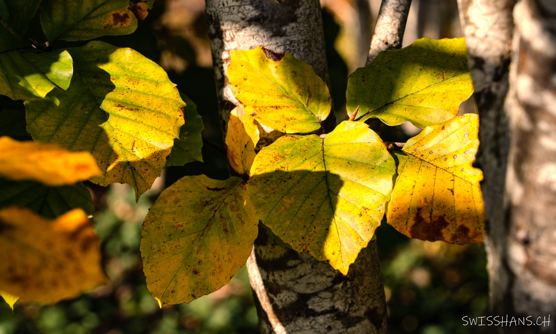 Im Herbstlicht