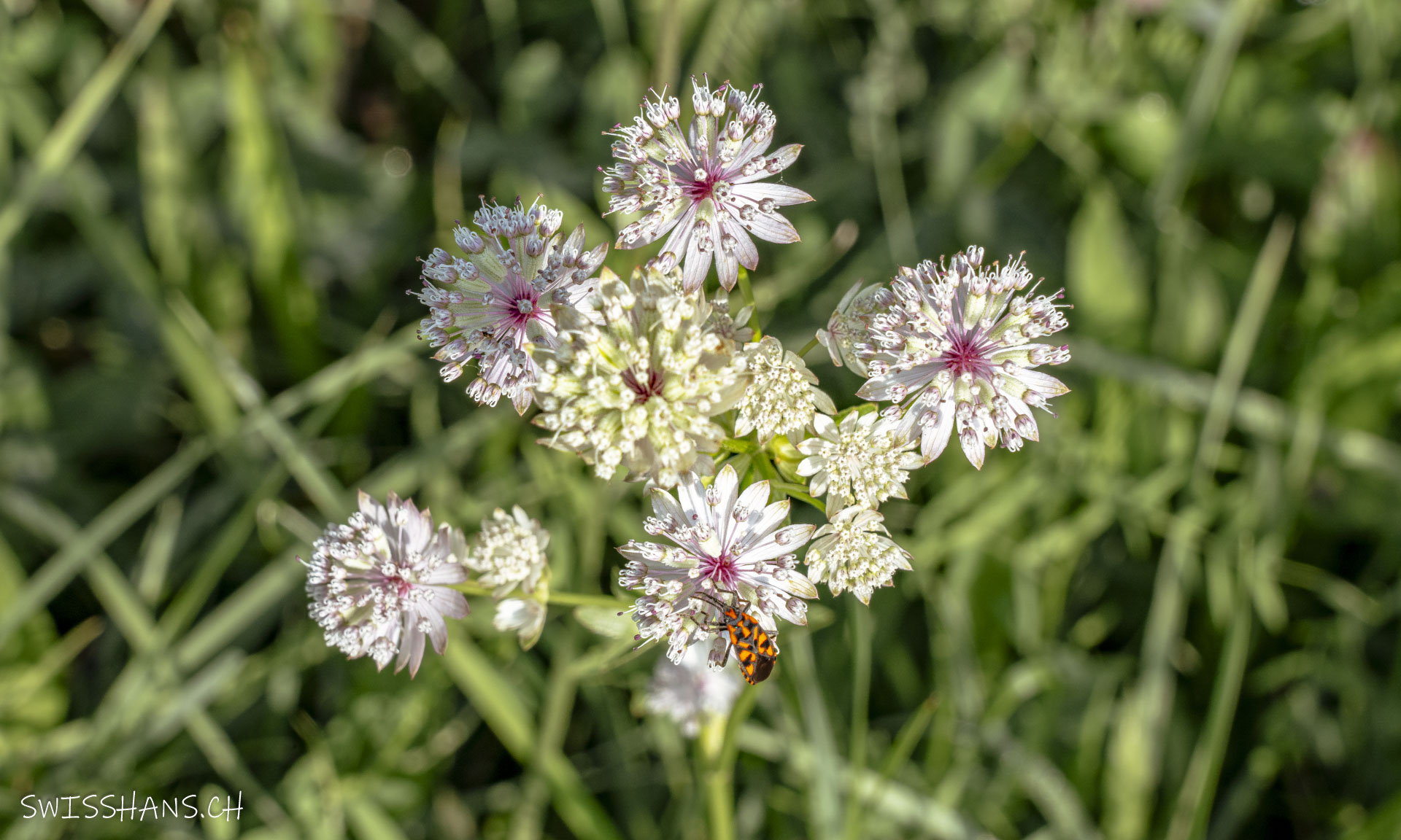 Blümchen