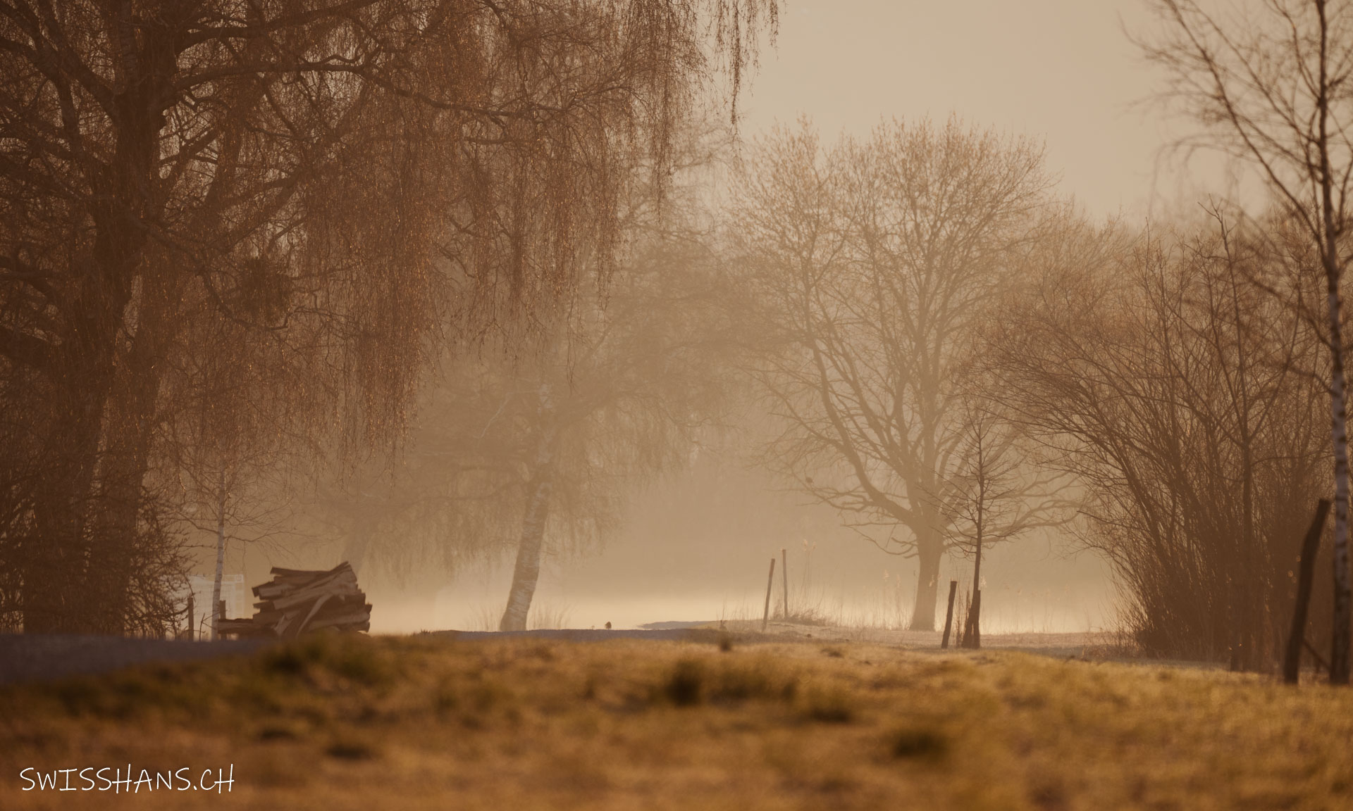 Stimmung im Schweizer Riet