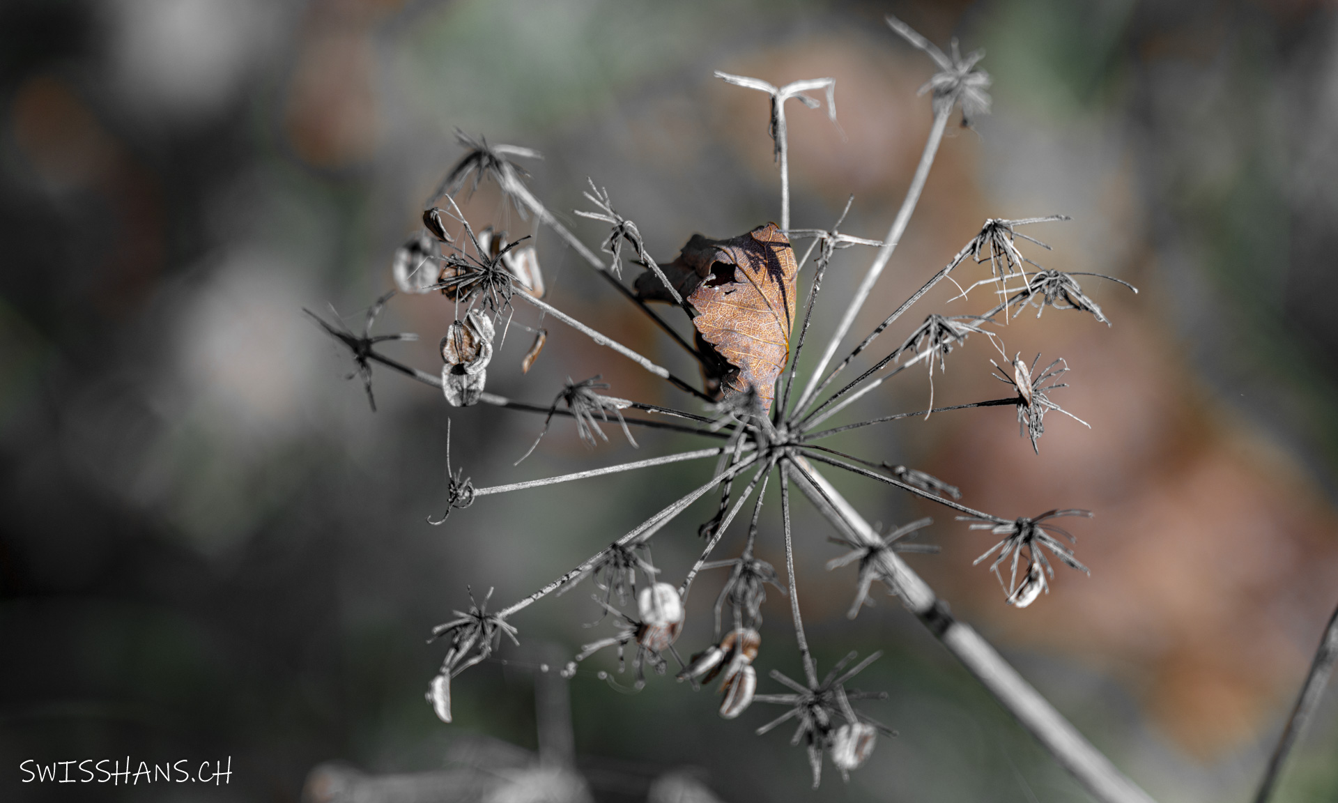 Balgach-Wald-Herbst-Blatt-Kerbel