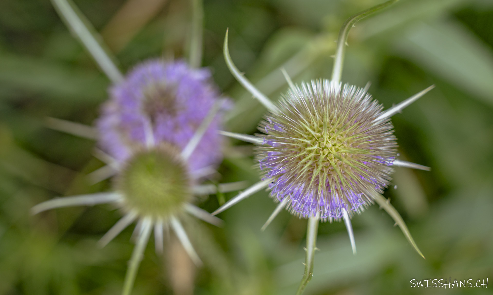 Wiesenblume