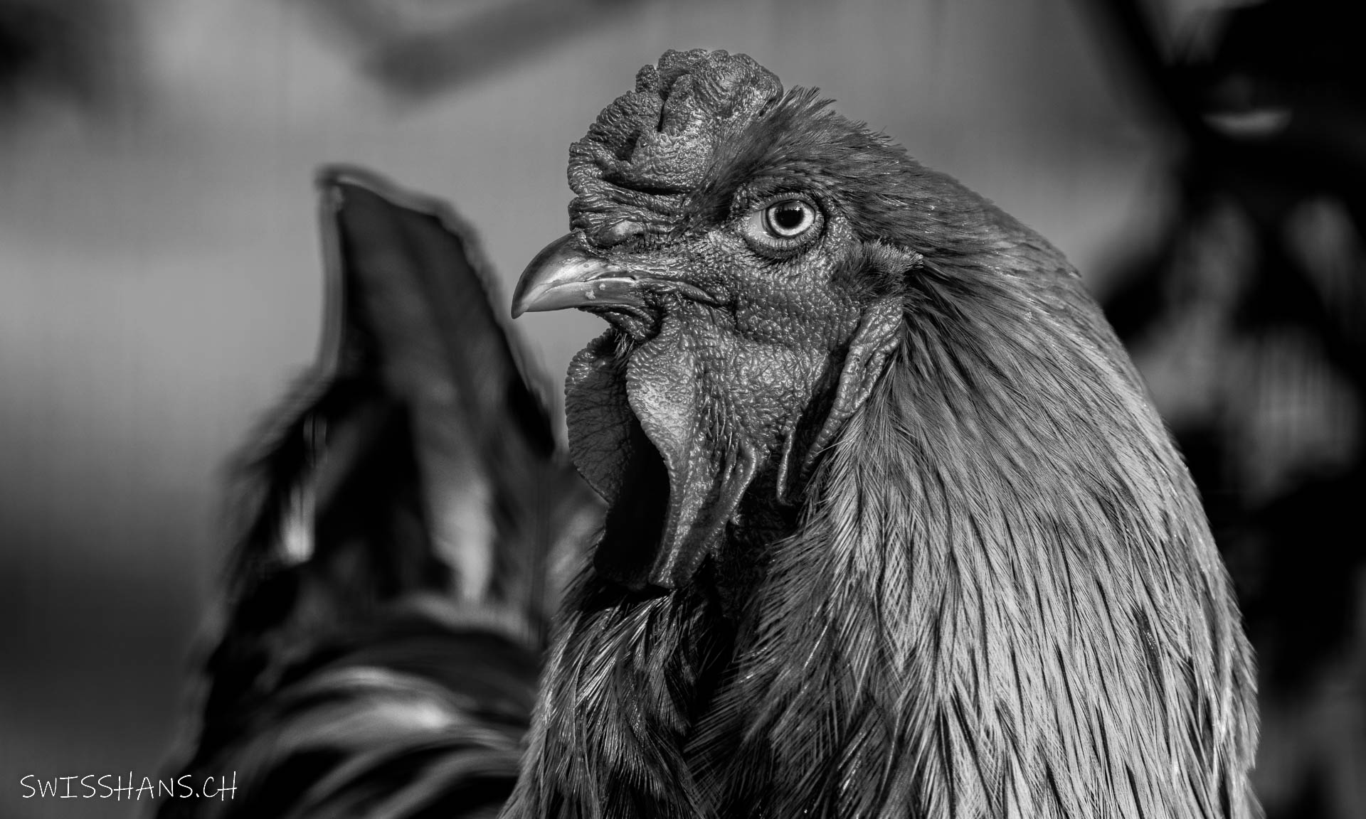 Das schwarze Huhn