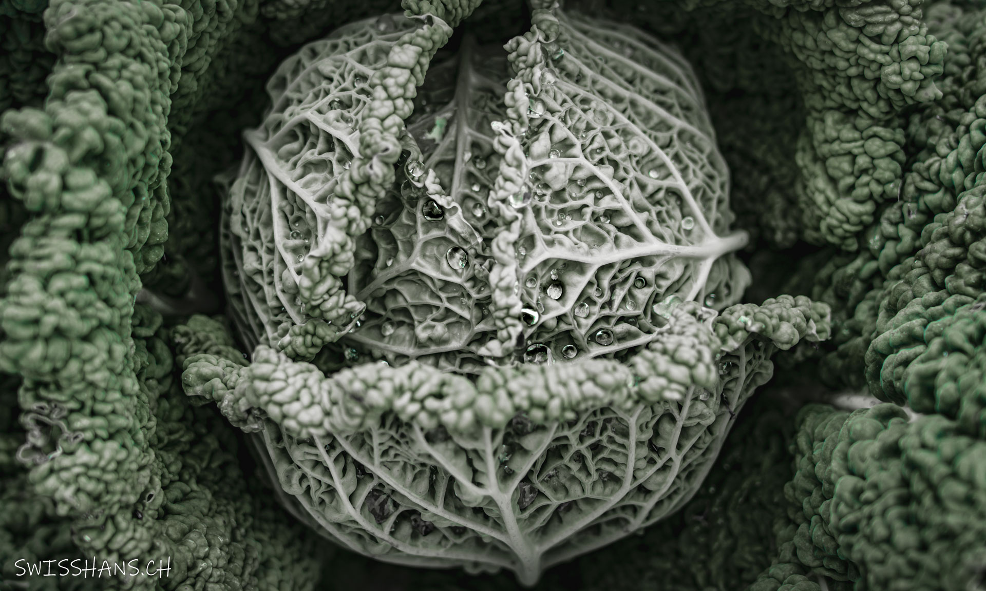 Altstätten-NaNu Garten-Gemüse