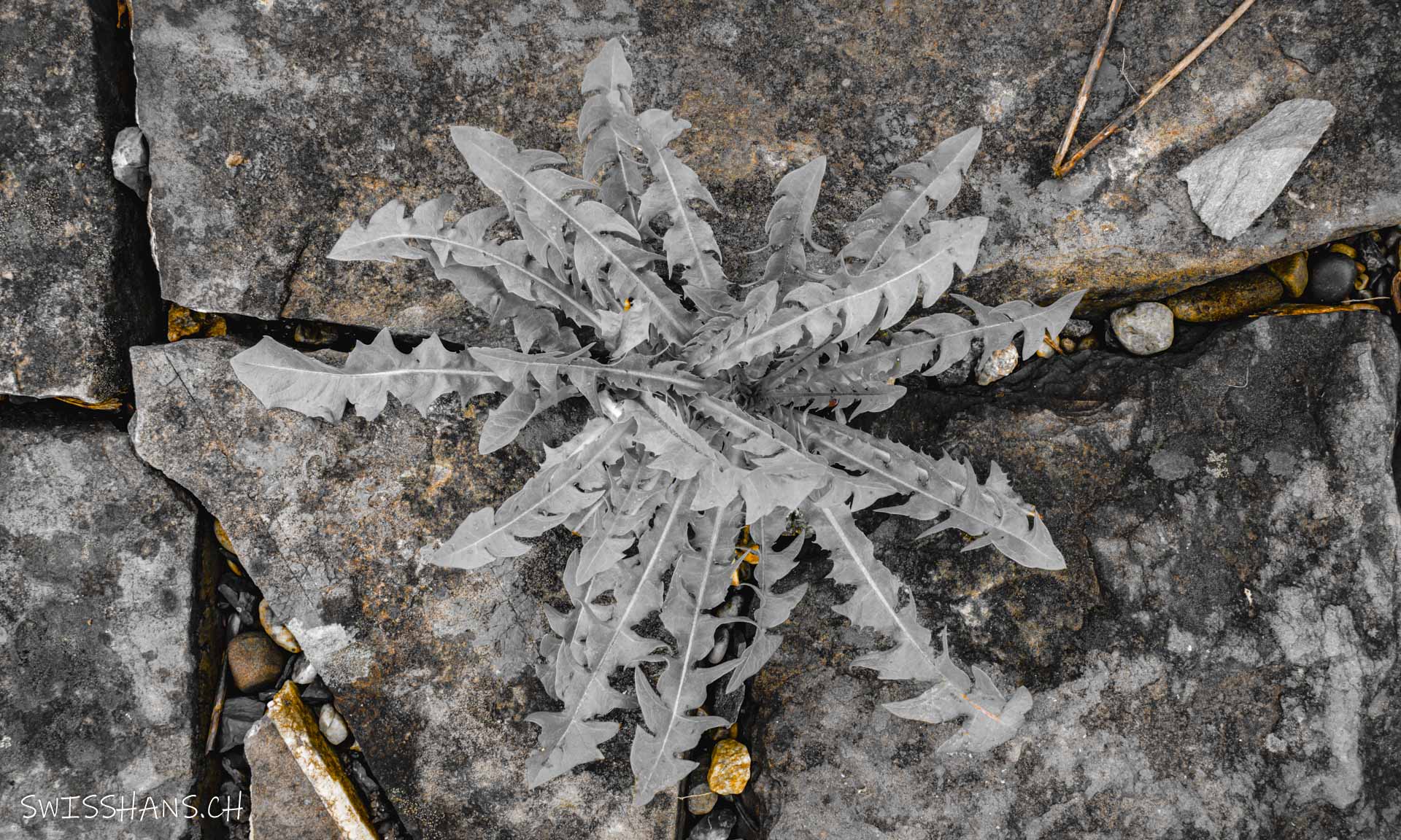 Altstätten-NaNu Garten-Löwenzahn