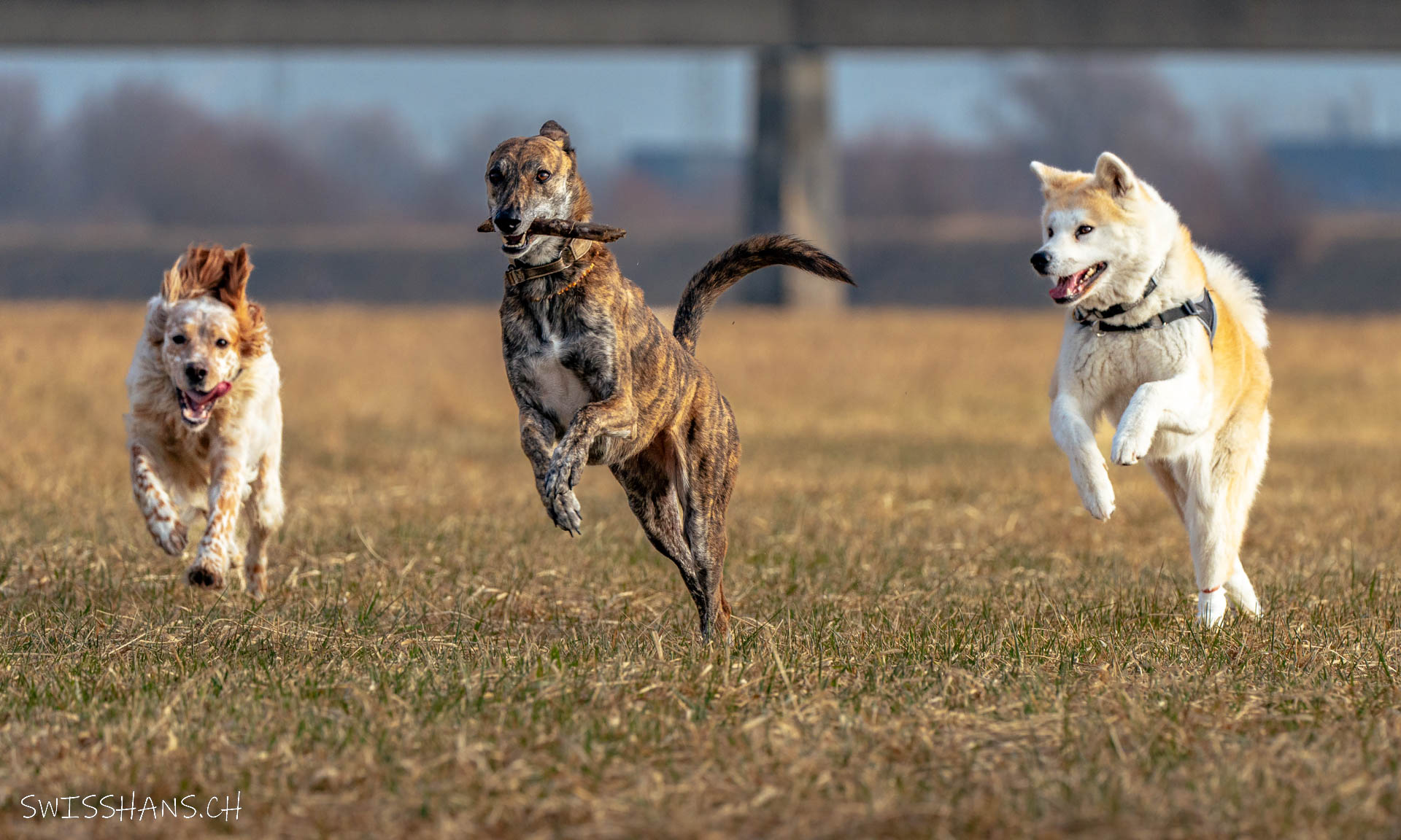 Hund in Action