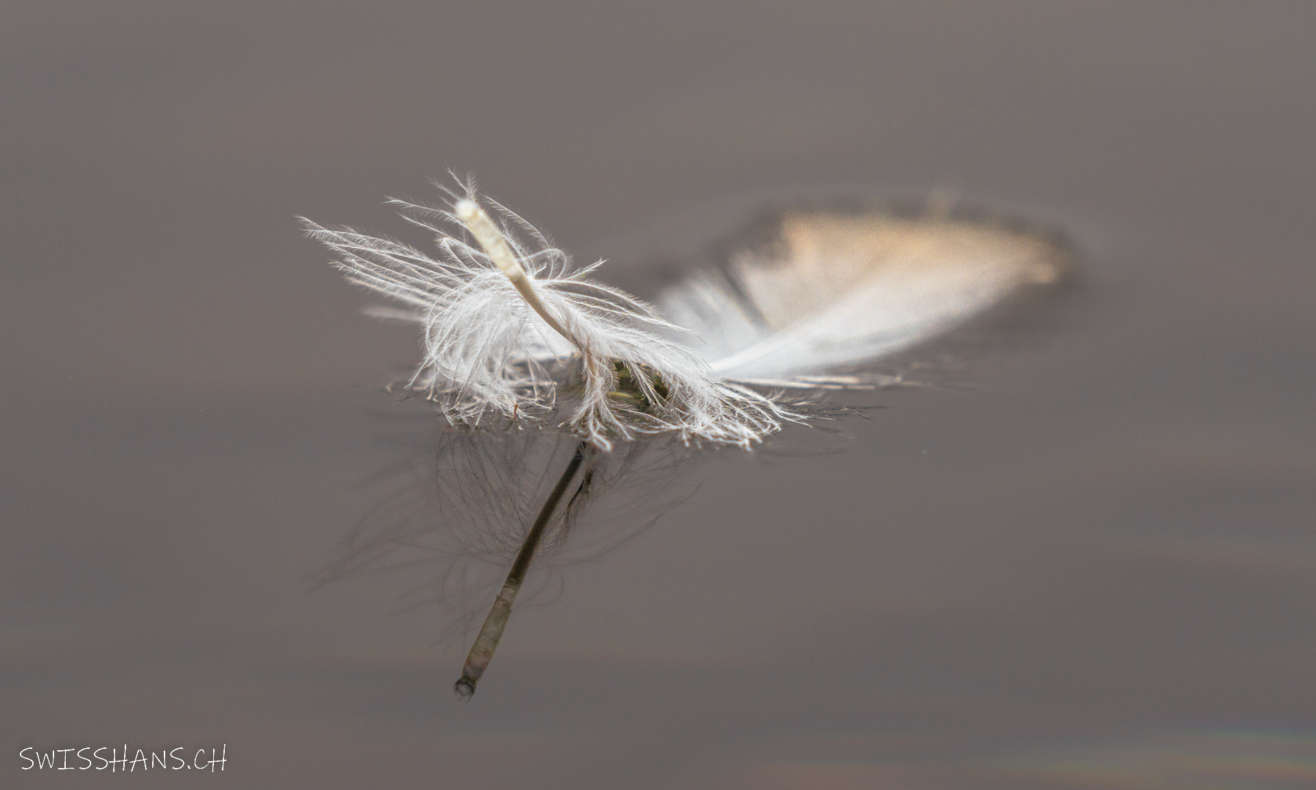 Feder im Alten Rhein