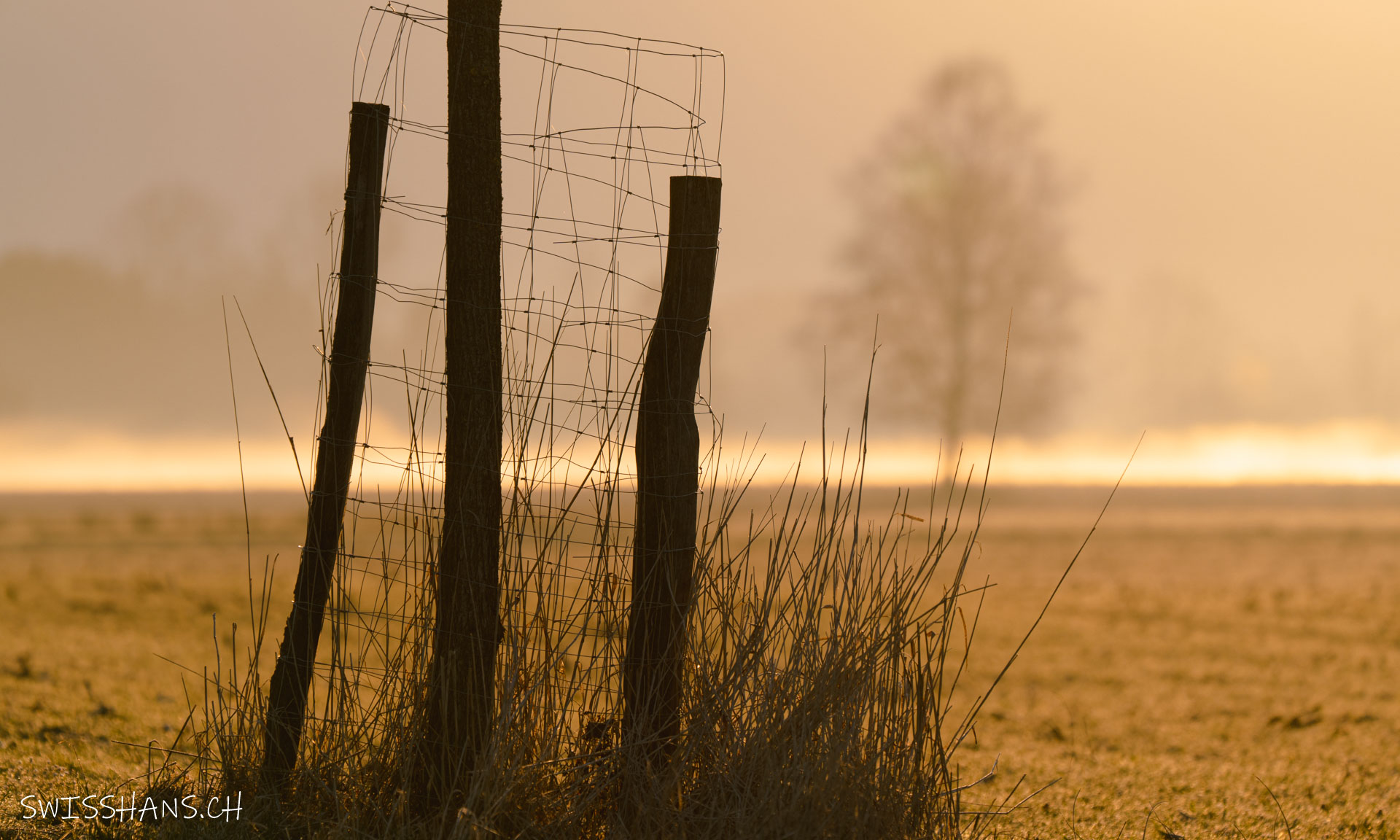 Im Schweizer Riet