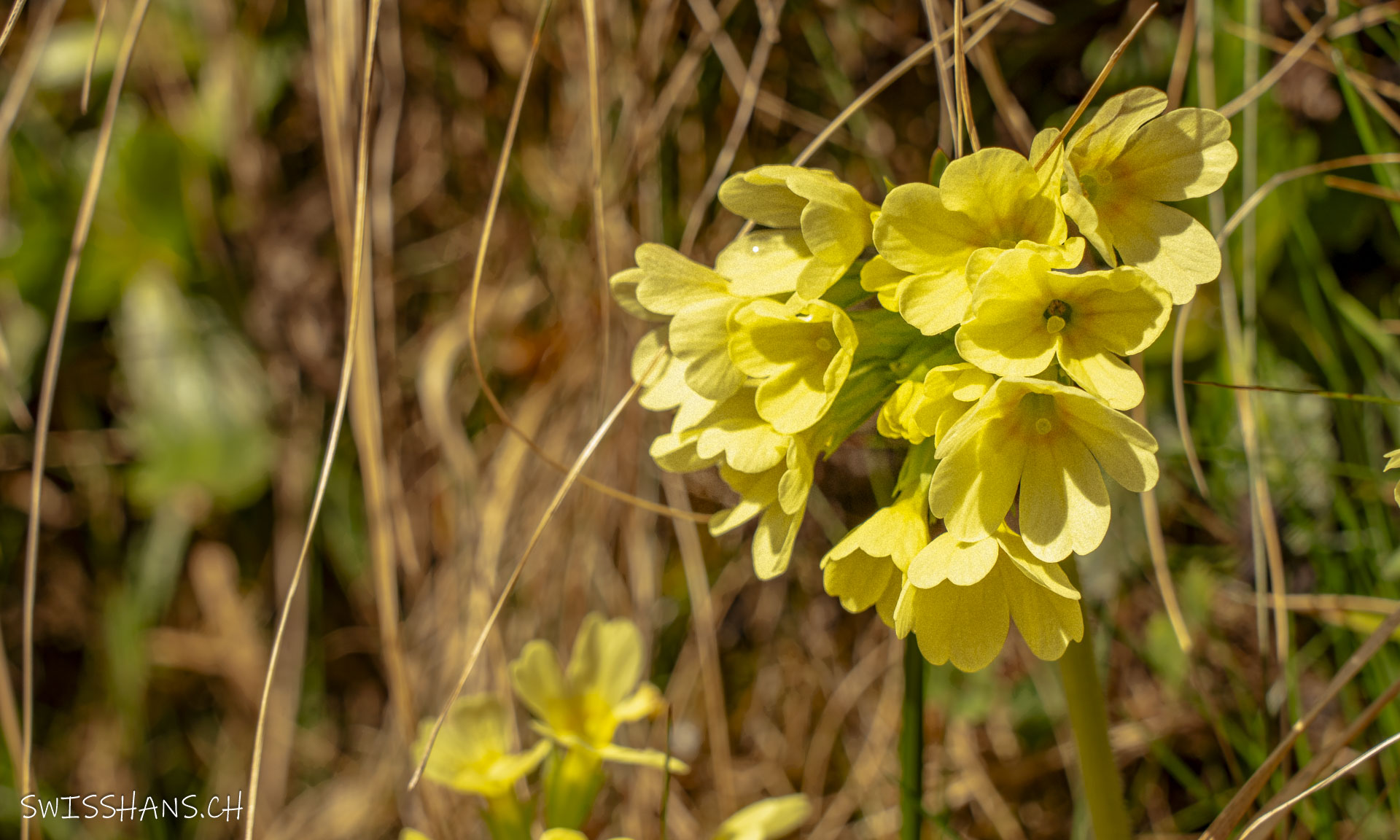 Schlüsselblume