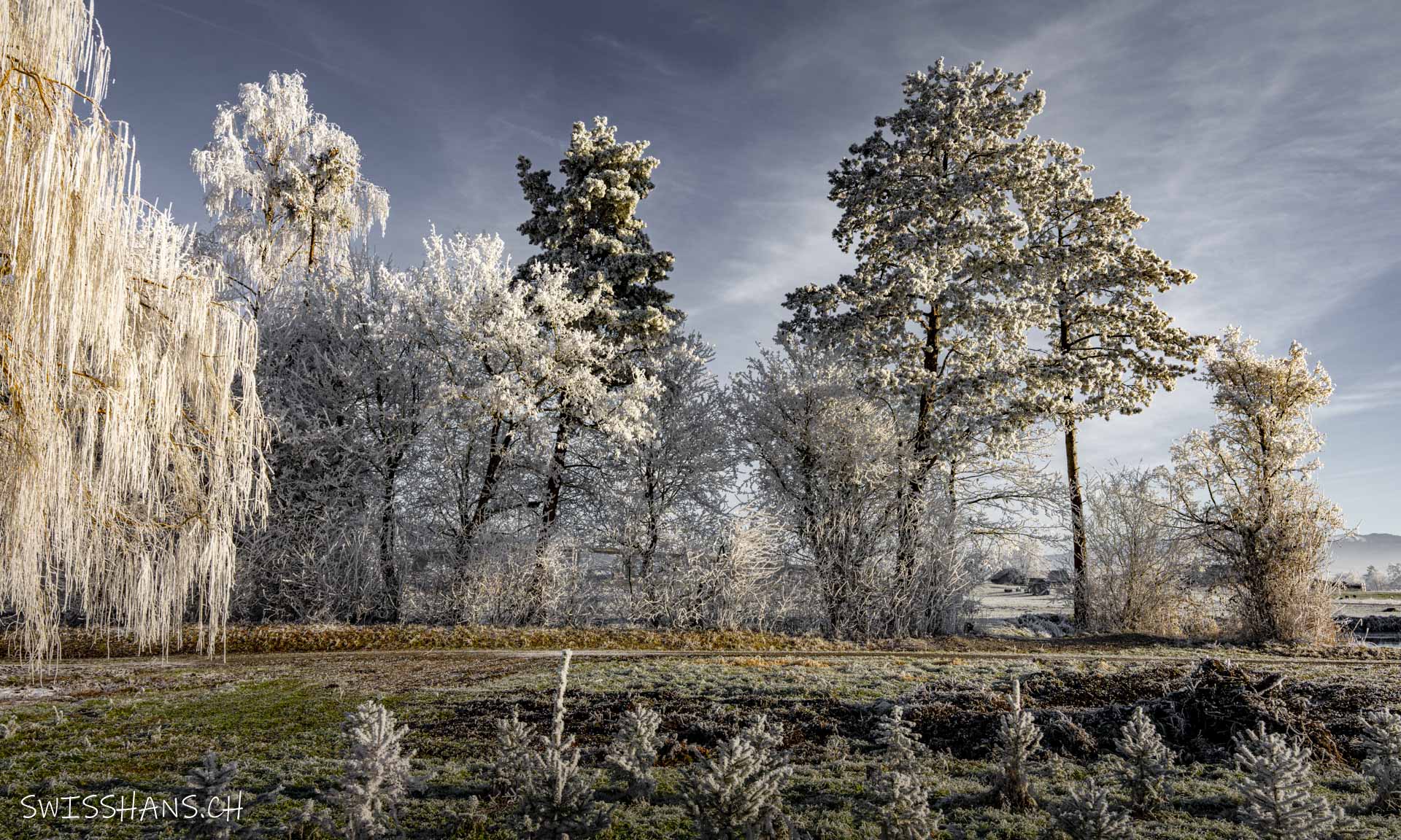 marbach-windschutzstreifen-raureif-winterlandschaft