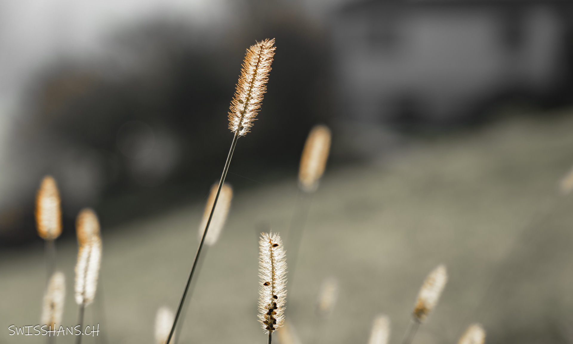 Gras