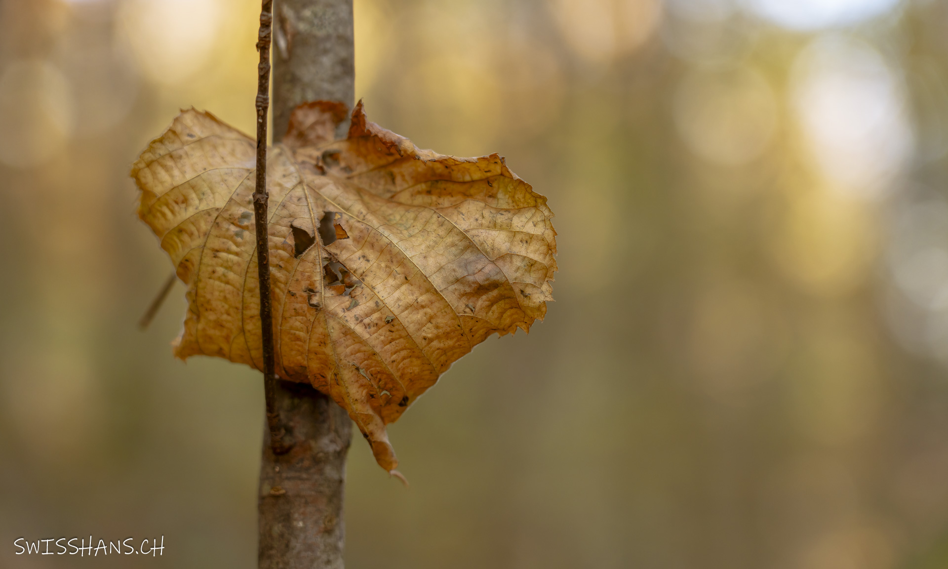 Eingeklemmtes Blatt