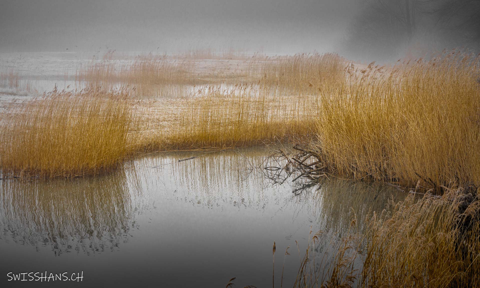 Ein zartes Nebelchen schleicht um den goldenen Schilf im winterlichen Wichenstein See, Oberriet.
