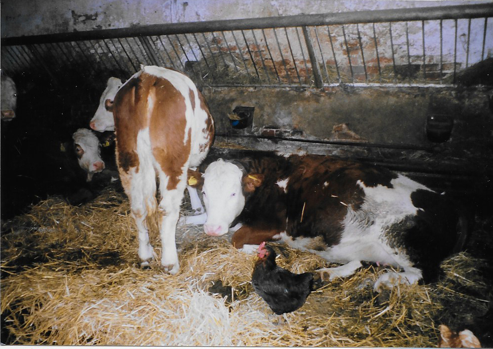 Metall Emaille Anstecker Brosche Kuh Landwirt Milch Nutztiere Landwirtschaft