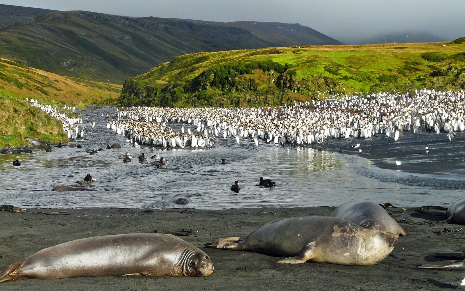 世界遺産「フランス領南方地域の陸と海」、クローゼー諸島ポセッション島のミナミゾウアザラシと砂浜を埋めるオウサマペンギンの群れ