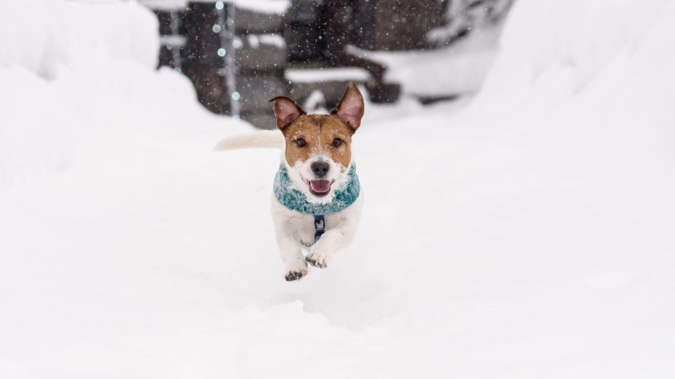       Sicher und gesund durch den Winter: Tipps für Hunde & Katzen 