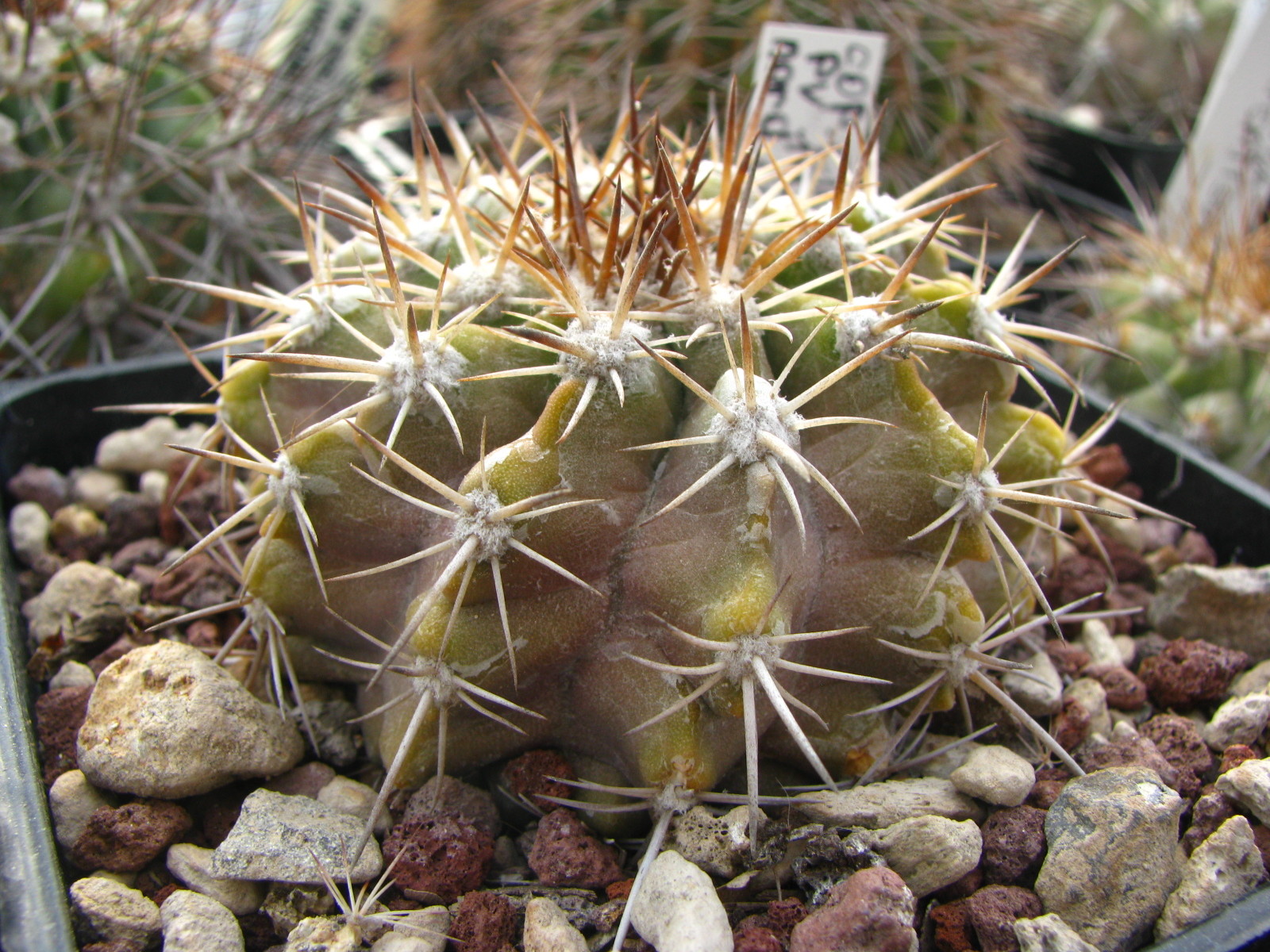 Copiapoa cinerascens Copiapoa.paso