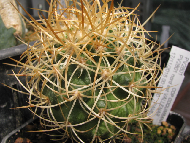 One of Andina's seedlings grafted on harrisia jusberti