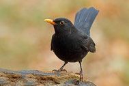 Amsel - LBV Bildarchiv Foto: Frank Derer