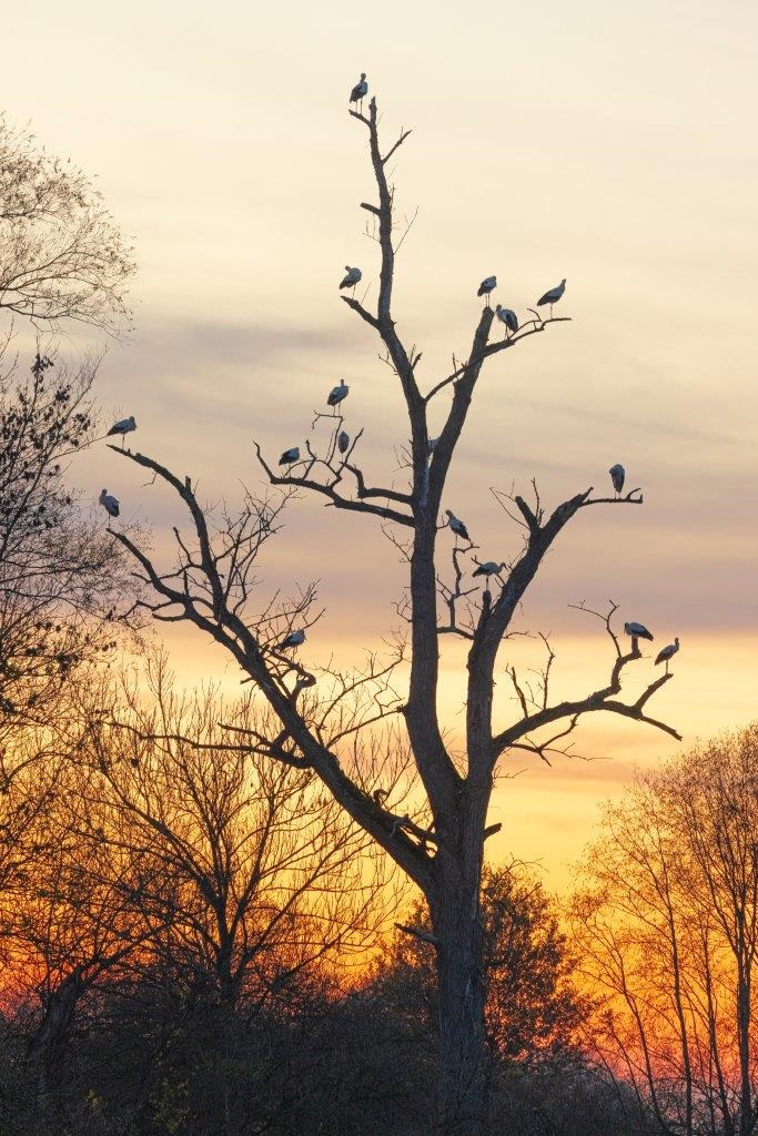 Etwa 20 Störche sitzen in einem Baum im Eittinger Moos