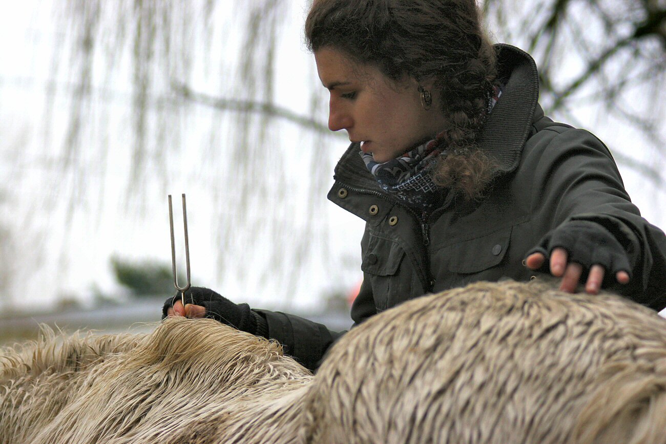 Sonja Spitteler, Ahyoka, horse Spirit, Schamanismus, Stimmgabel