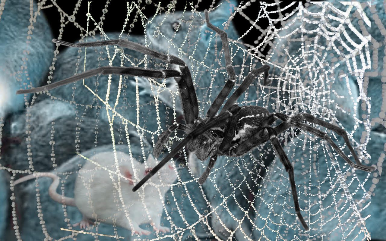 The Spider and The Rat