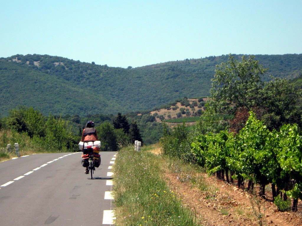 dans les vignes ...