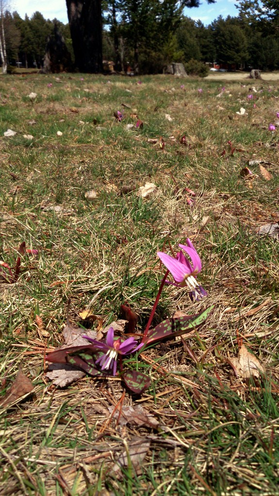 en CAPCIR, les Erytrones en fleur ....