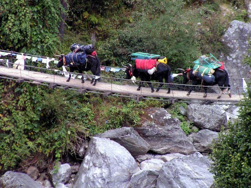 début de trek : les premiers ponts de câbles